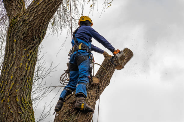 Best Emergency Tree Removal  in Nebo, NC