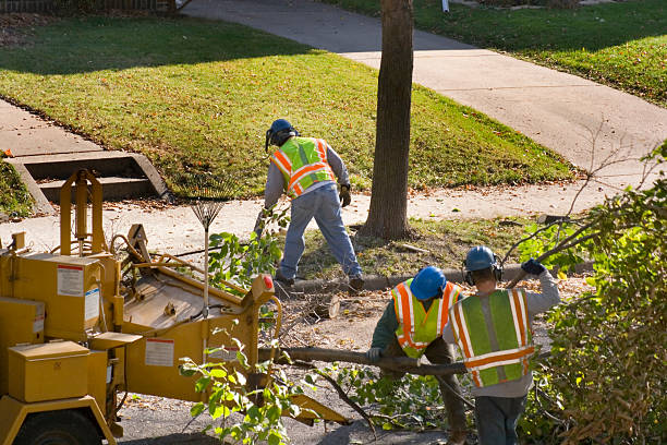  Nebo, NC Tree Removal Pros