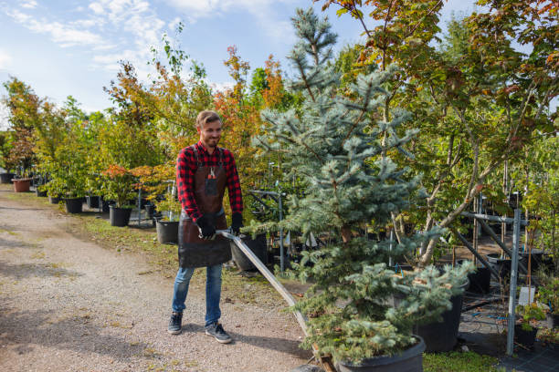 Best Commercial Tree Services  in Nebo, NC